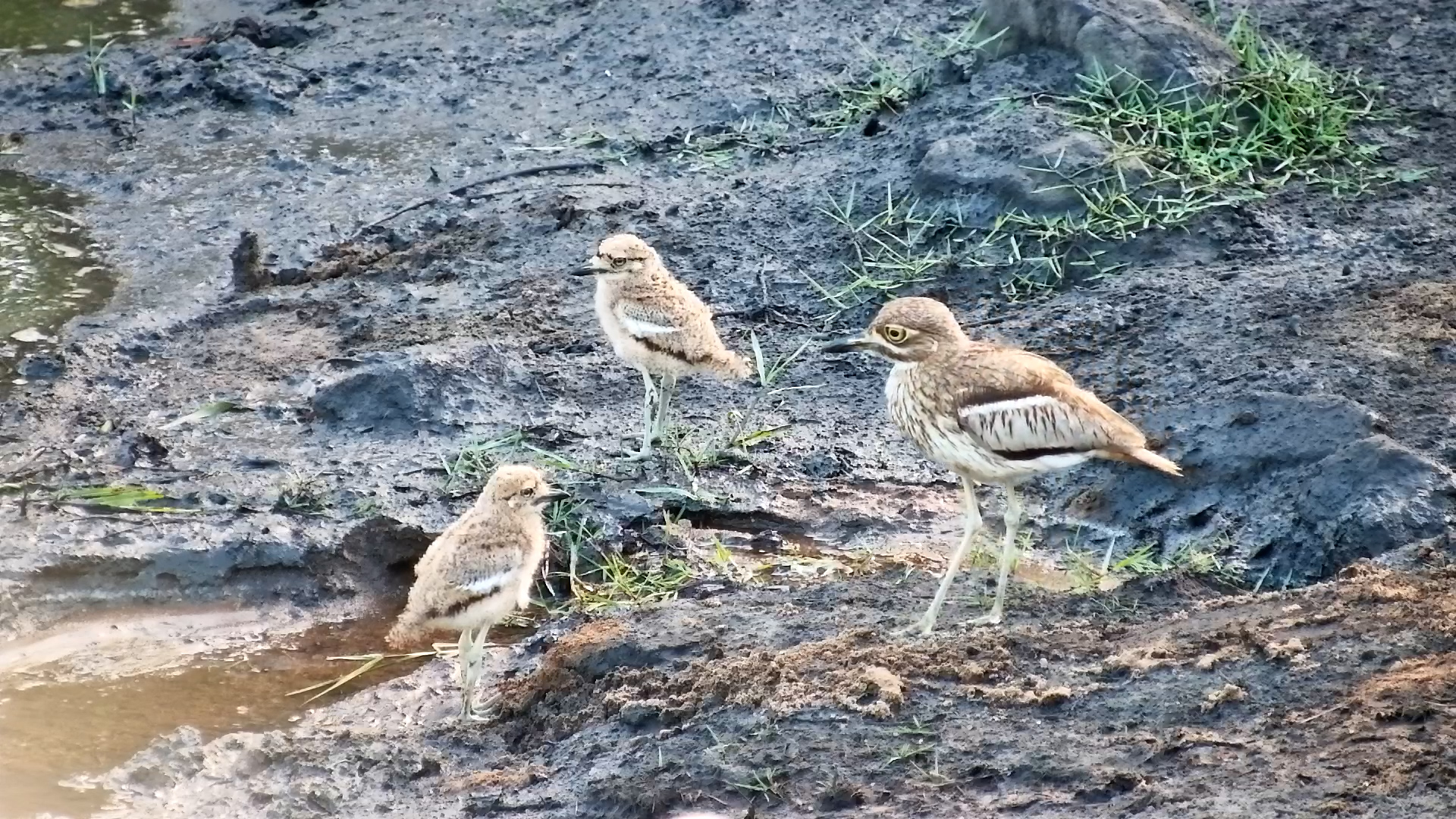 Adorable Alert! Water Thick-Knee Chicks