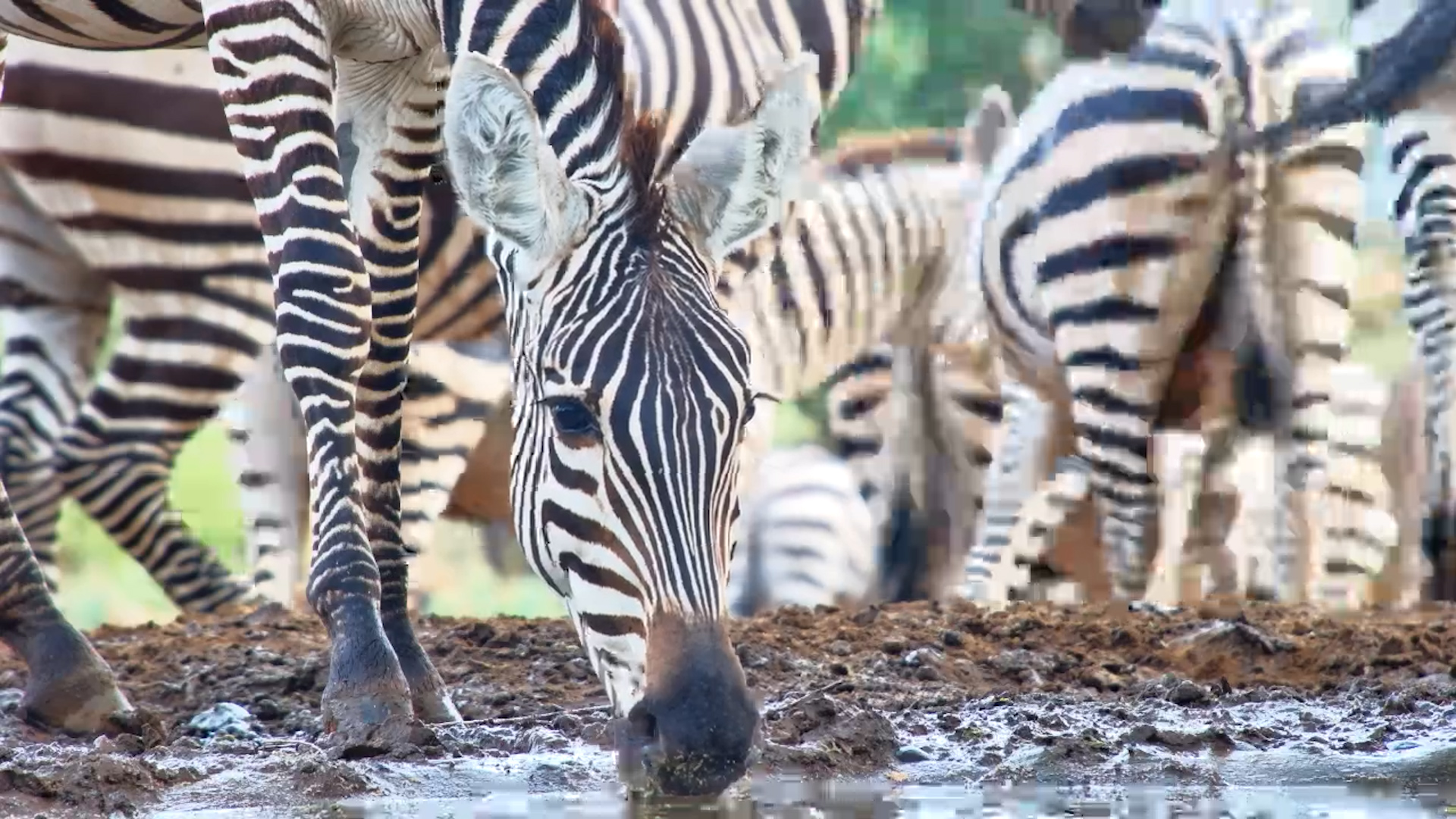 Thirsty Stripes: Zebras Drink at Lentorre